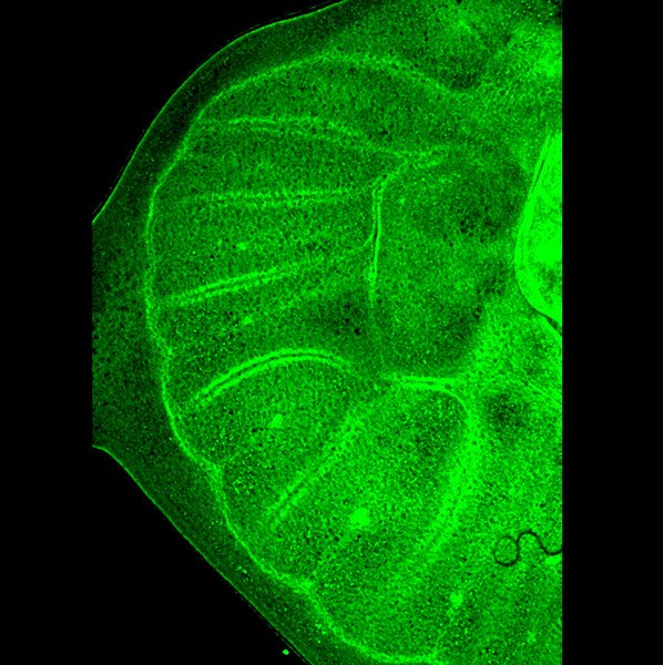 IF of a Drosophila 5th instar larval hindwing stained with DSHB antibody 10F1 against EcR (green). Image credit: Antónia Monteiro, PMID: 26405828, Fig. 4C